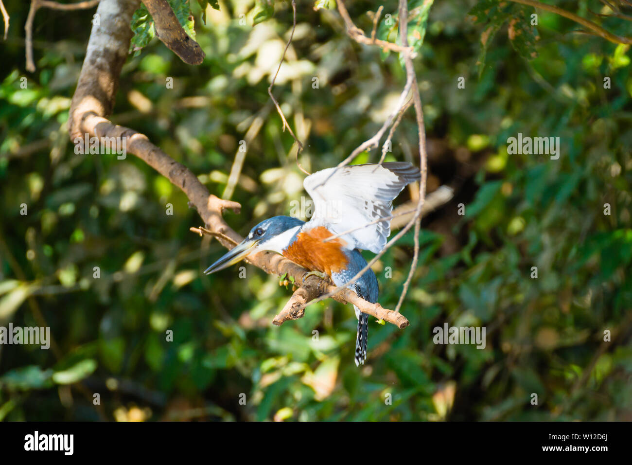 Ringed kingfisher sur la nature du Pantanal, Brésil. La faune du Brésil Banque D'Images