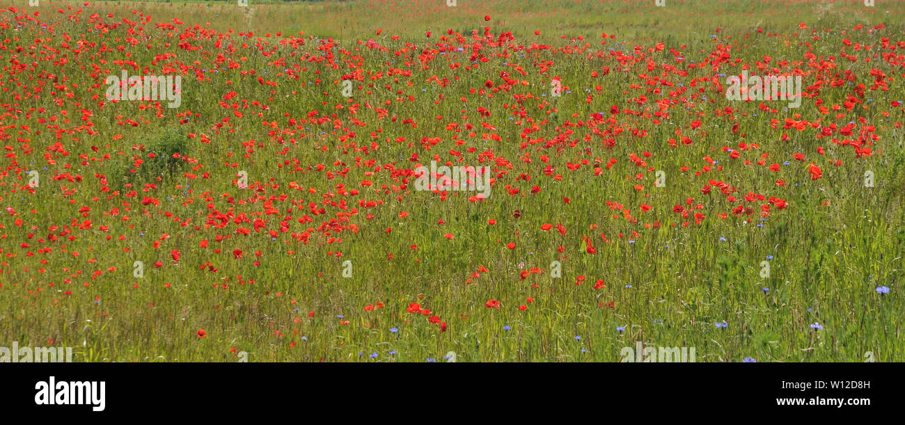 Vue sur pré-cultivées dans un paysage vallonné de coquelicots et barbeaux Banque D'Images