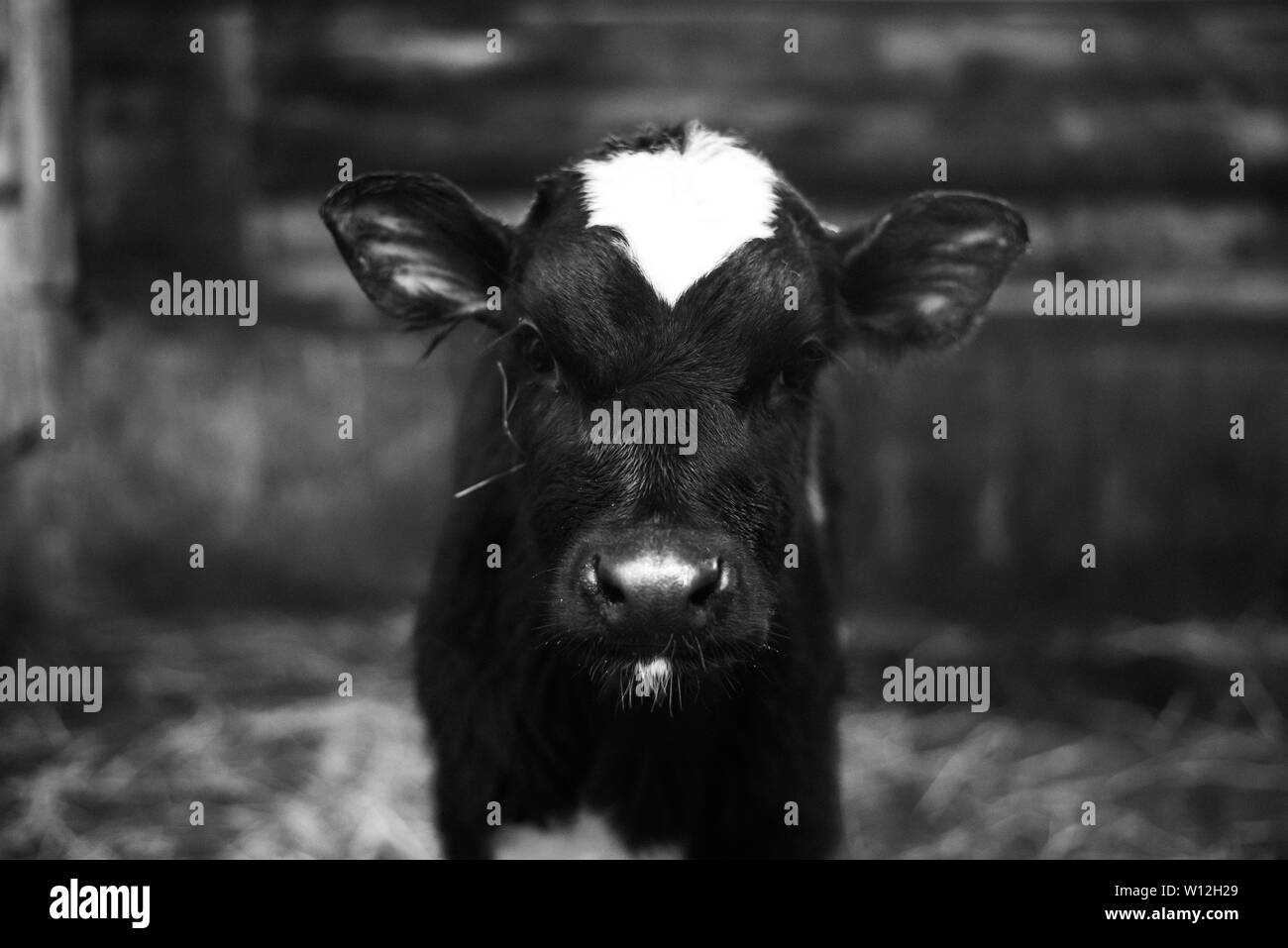 Veau mignon cherche dans l'objet. Une vache se trouve à l'intérieur d'un ranch à côté de foin et d'autres veaux. Banque D'Images