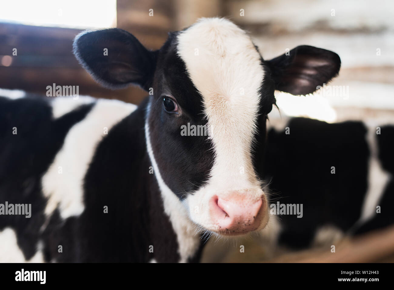 Veau sur la ferme. L'intérieur de la ferme est un mignon bébé vache. Beaucoup de foin Banque D'Images