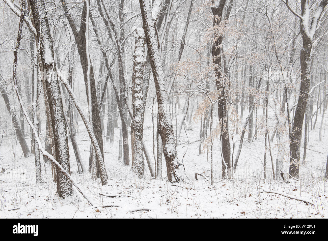 Tempête de neige d'avril, la forêt, l'Est des Etats-Unis, par Dominique Braud/Dembinsky Assoc Photo Banque D'Images