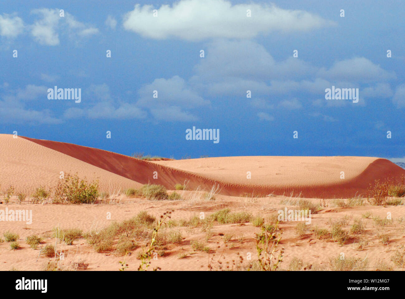 Paysage panoramique de la belle Coral Pink Sand Dunes State Park dans le sud-ouest, Utah, USA Banque D'Images