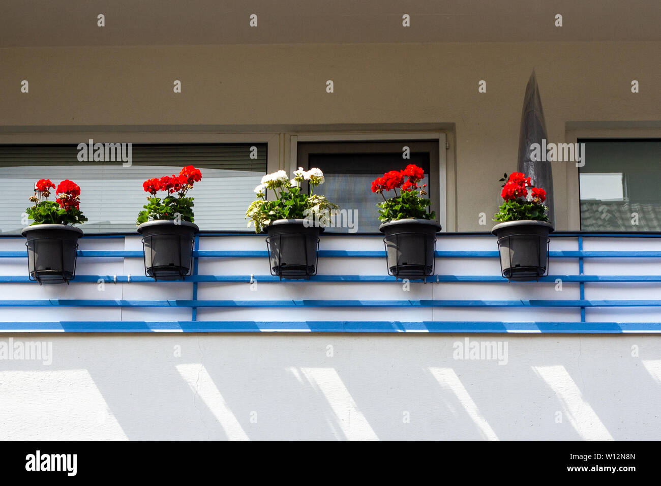 Cinq géraniums en pot en rouge et blanc sur un balcon bleu et blanc montrant suburbia Banque D'Images