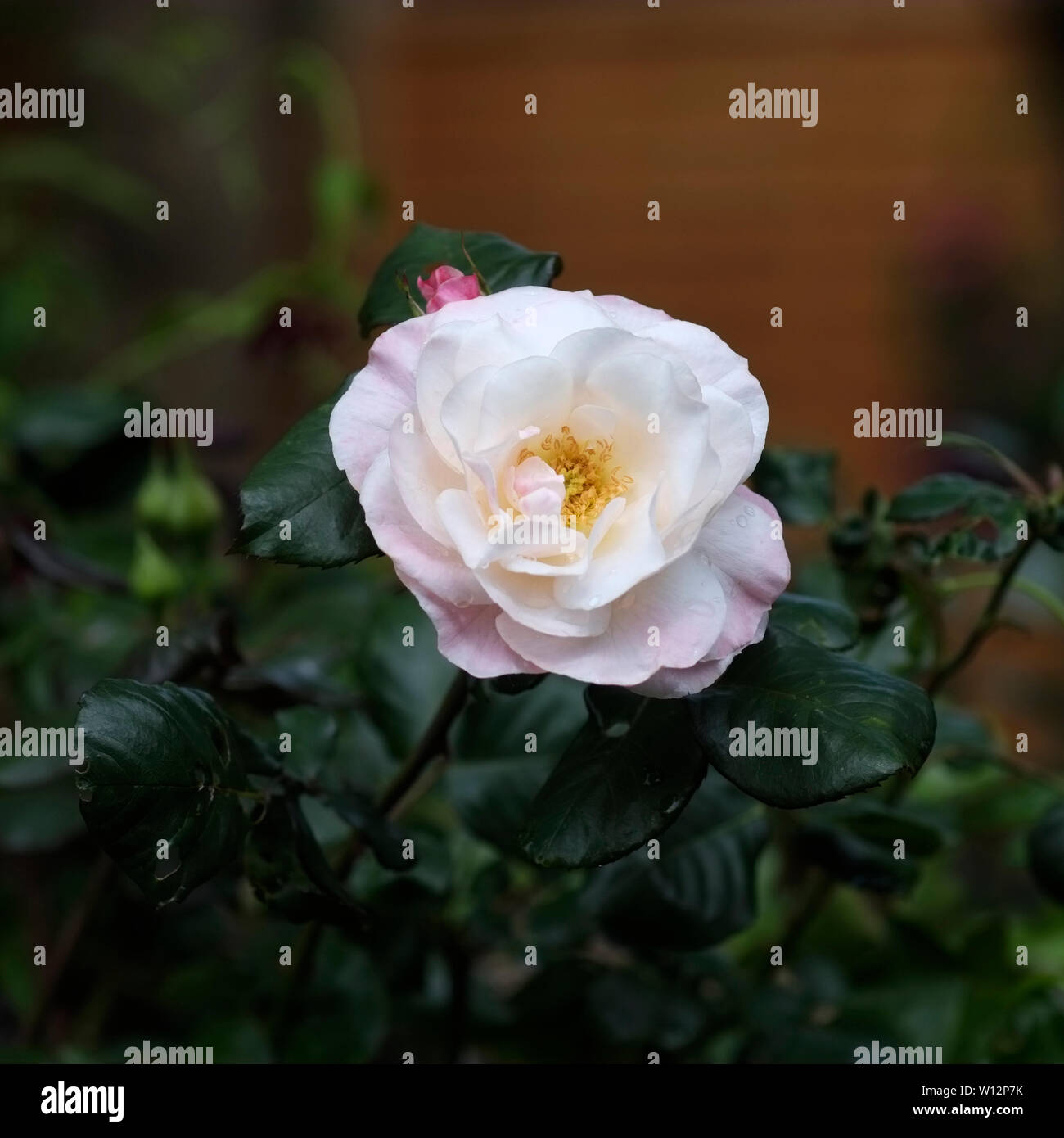 Une seule fleur rose ouverte rose pale Banque D'Images
