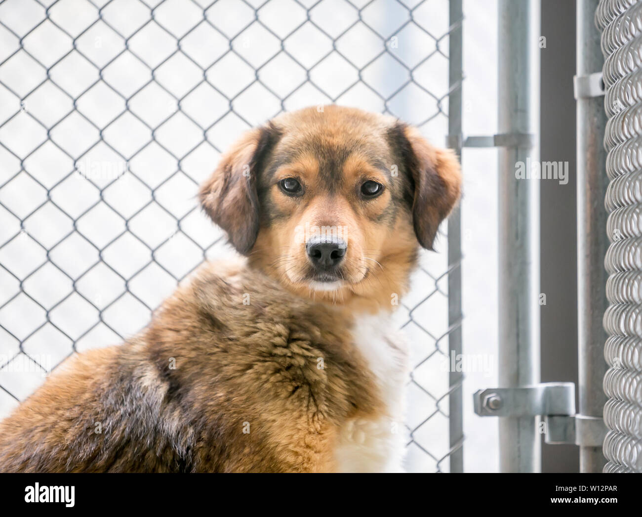 Abri animal Banque de photographies et d’images à haute résolution - Alamy