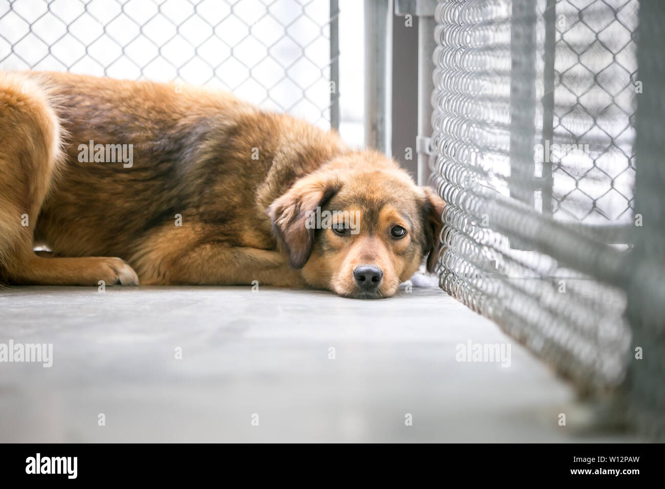 Un sans-abri mixed breed dog dans un refuge pour animaux, couché dans sa cage avec une expression triste Banque D'Images