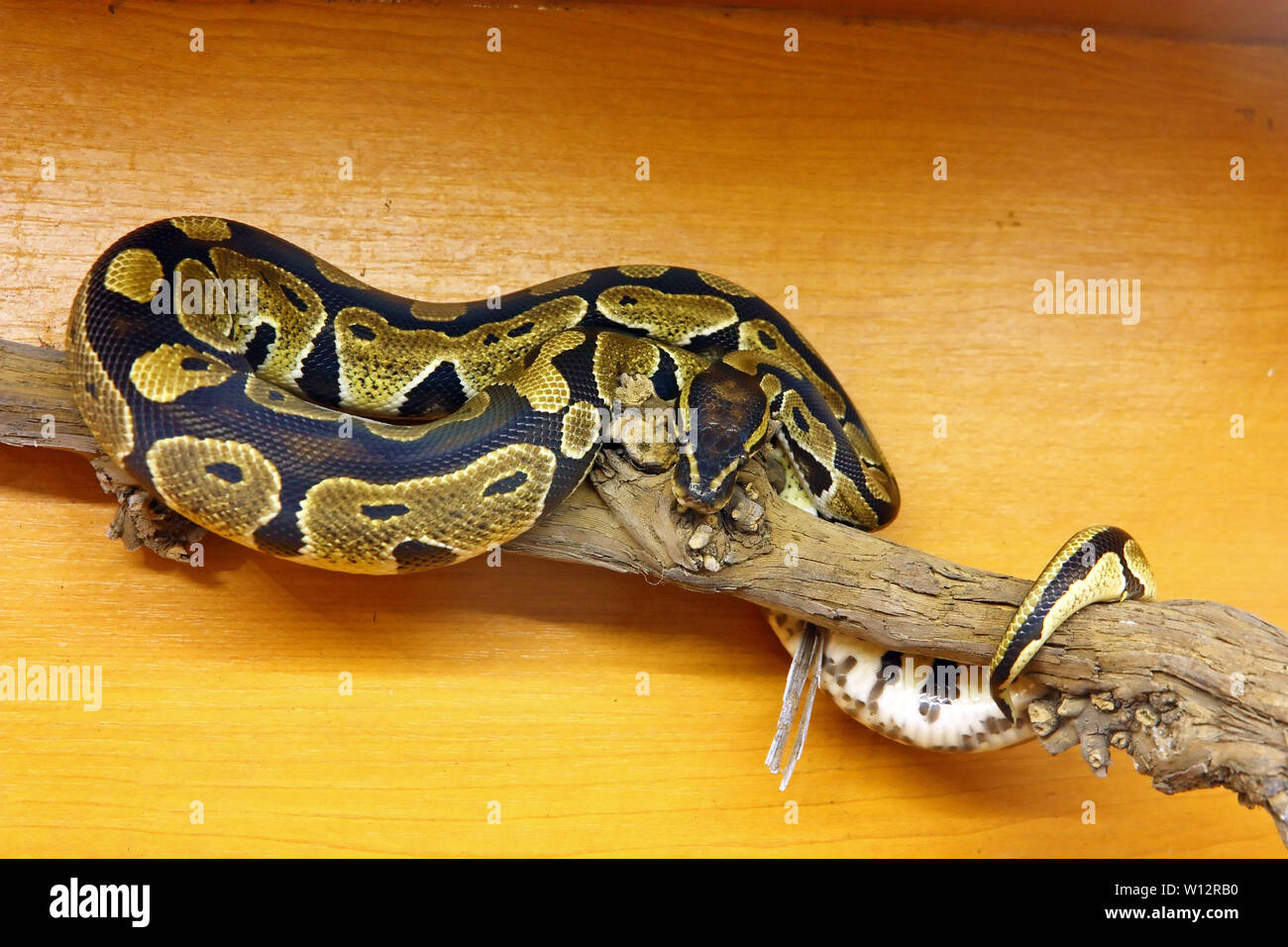 Le python royal (Python regius), python est une espèce se trouvant en Afrique subsaharienne Banque D'Images