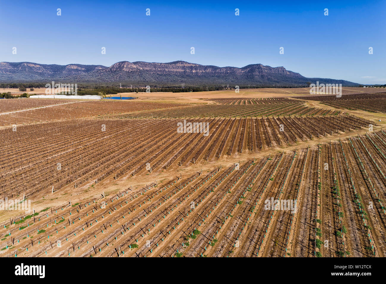 L'agronomie et l'agriculture en action autour des vignobles de Pokolbin Hunter Valley wine faire région en Australie. Aerial view plus de rangées de growi Banque D'Images