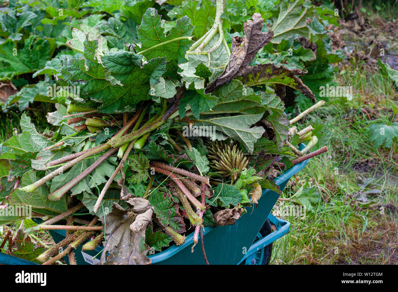 Le désherbage grandes plantes dans le jardin envahi par la Gunnera, comté de Kerry, Irlande Banque D'Images