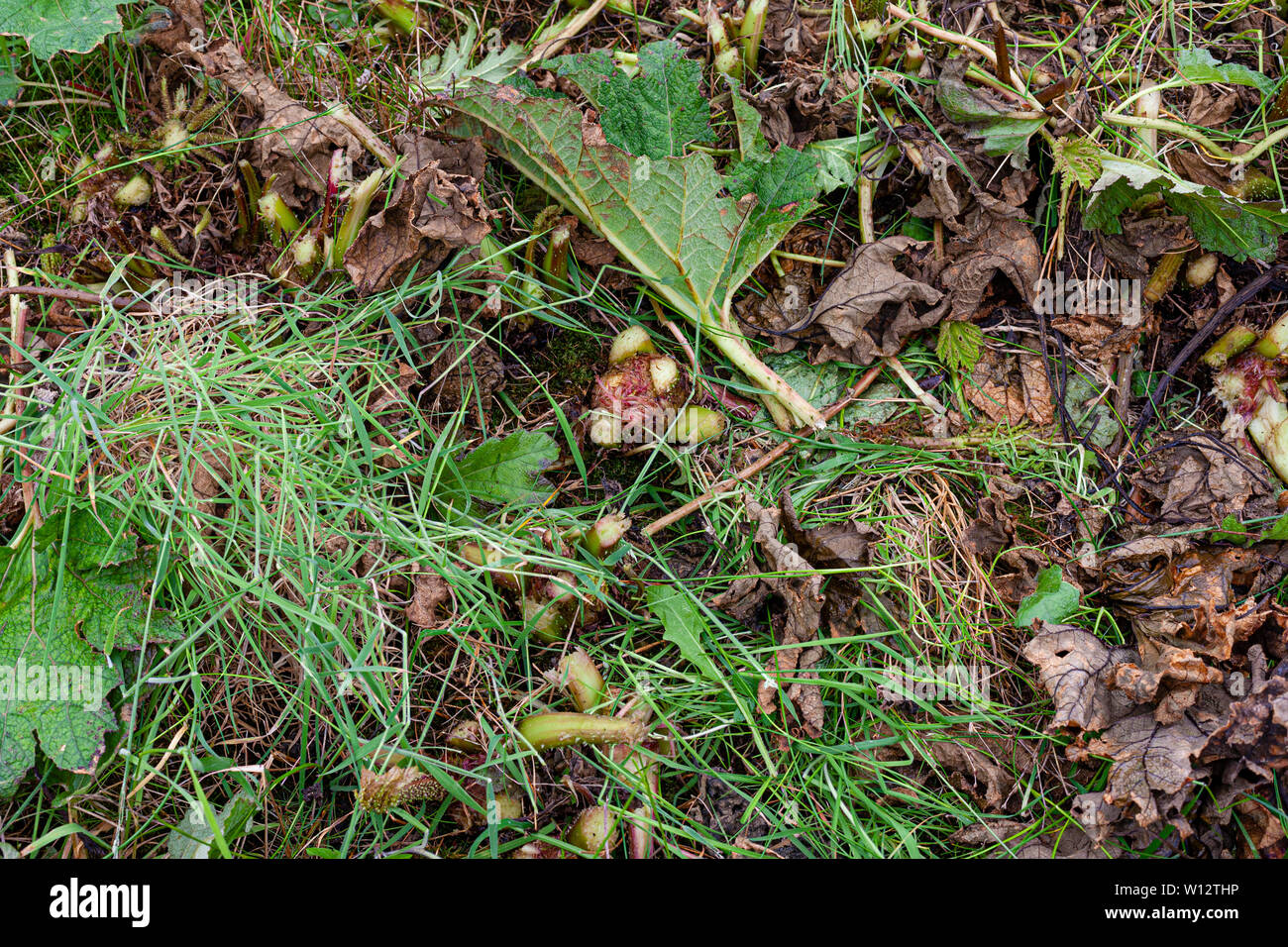 Le désherbage grandes plantes dans le jardin envahi par la Gunnera, comté de Kerry, Irlande Banque D'Images