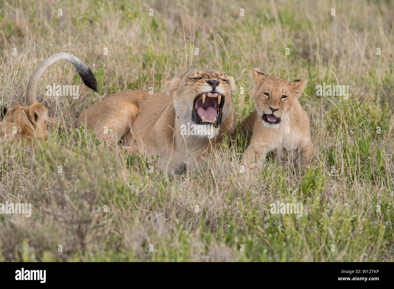 Lionne et cub snarling Banque D'Images
