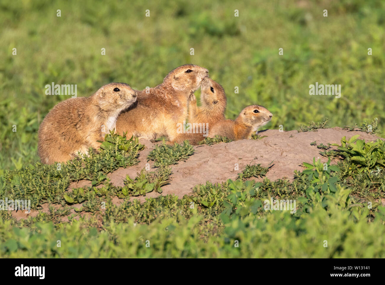 Famille de toilettage de chiens de prairie l'un l'autre à Badlands National Park, au printemps. Banque D'Images