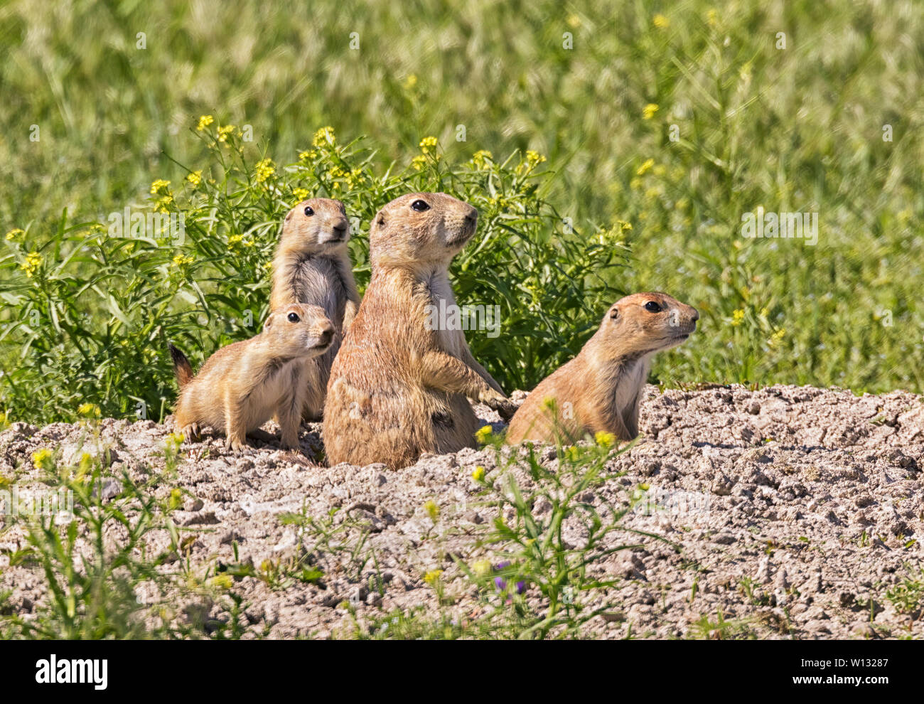 Chien de prairie femelle avec ses bébés pendant matin ensoleillé à Badlands National Park, South Dakota, USA Banque D'Images