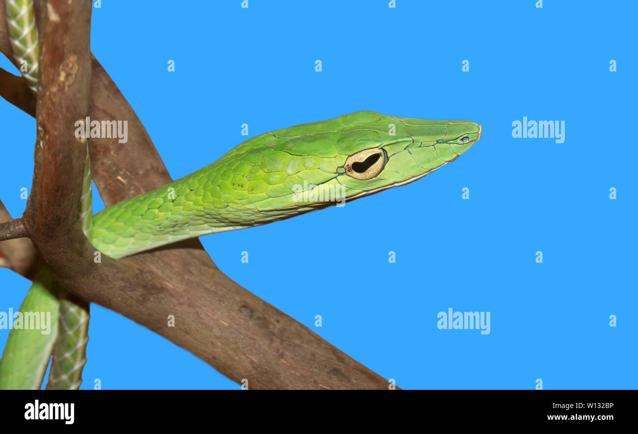 Whip bec long serpent (Ahaetulla nasuta) sur un fond bleu Banque D'Images