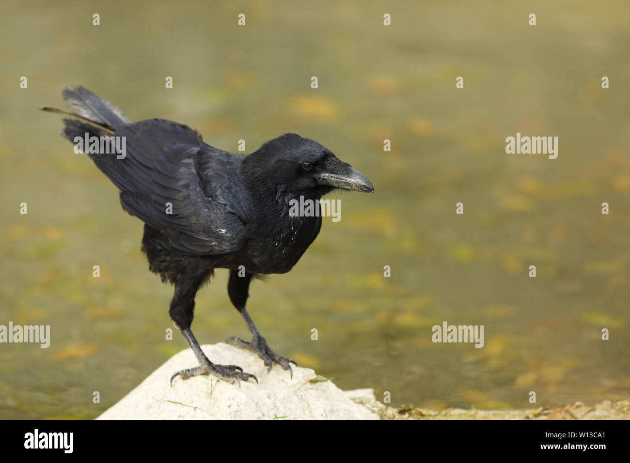 Grand corbeau - Corvus corax - symbole dans la mythologie Banque D'Images