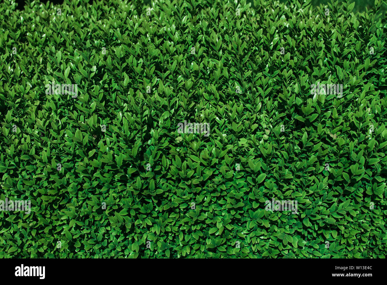 Contexte Les écosystèmes naturels de feuilles vertes. environnement,frais,concept photo nature et plante Banque D'Images