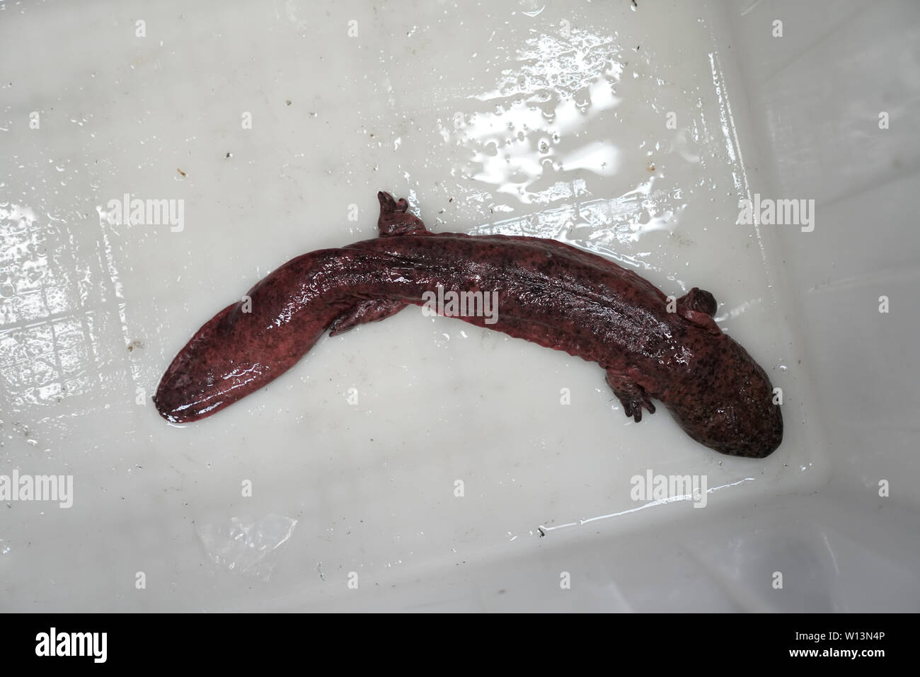 Poisson Bebe Banque D Image Et Photos Alamy Poisson Bebe Banque D Image Et Photos Alamy