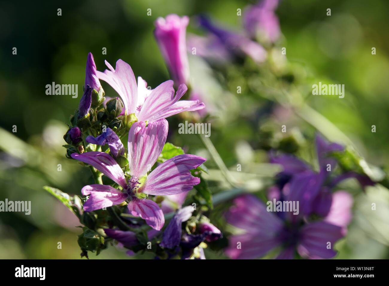 Wilde Malve, Rosspappel (Malva sylvestris) - rosa Blüten Banque D'Images