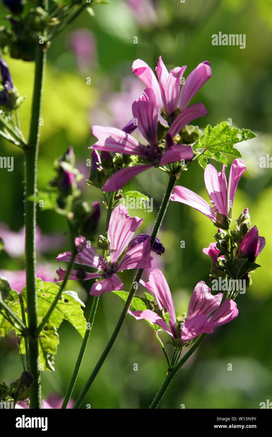 Wilde Malve, Rosspappel (Malva sylvestris) - rosa Blüten Banque D'Images