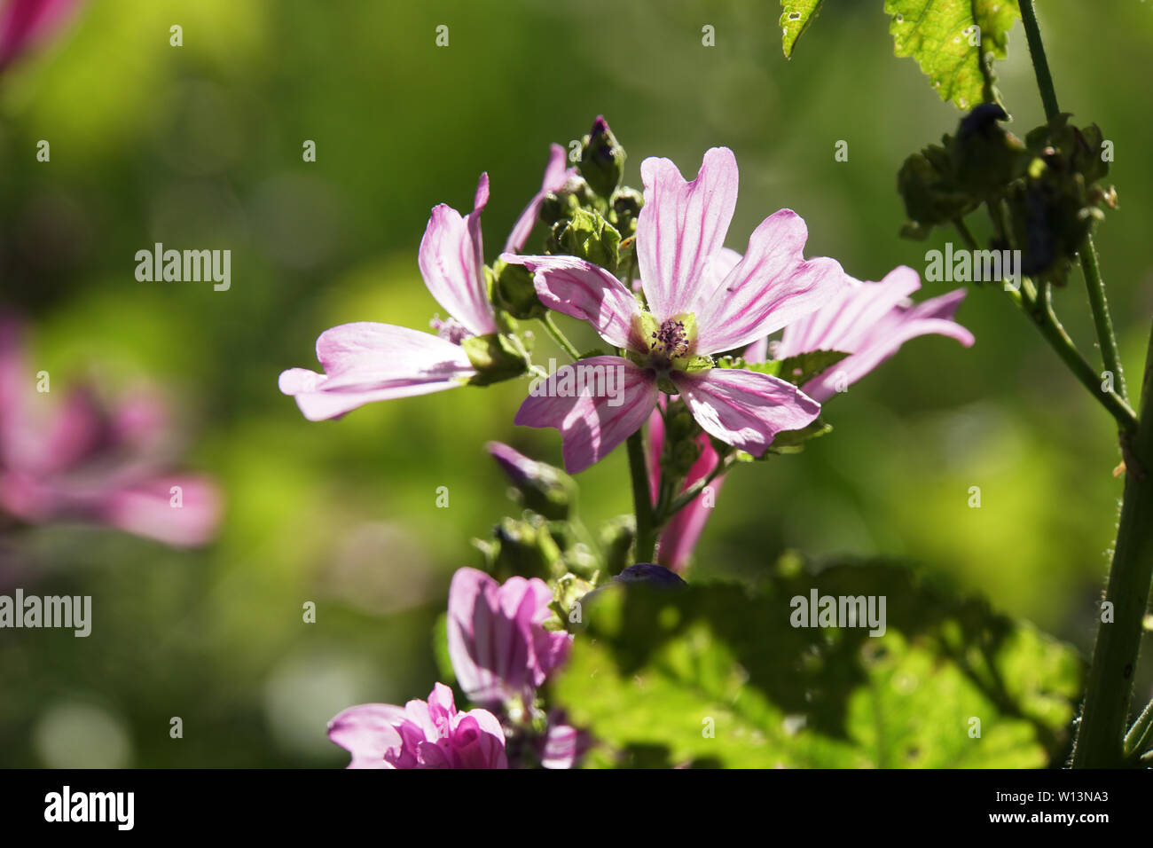 Wilde Malve, Rosspappel (Malva sylvestris) - rosa Blüten Banque D'Images