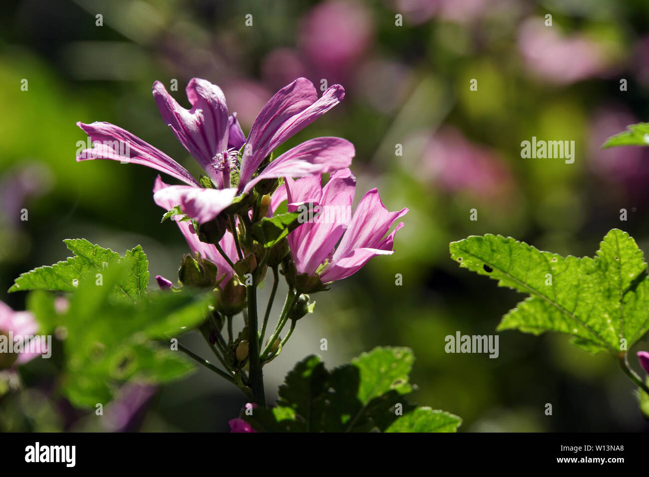 Wilde Malve, Rosspappel (Malva sylvestris) - rosa Blüten Banque D'Images