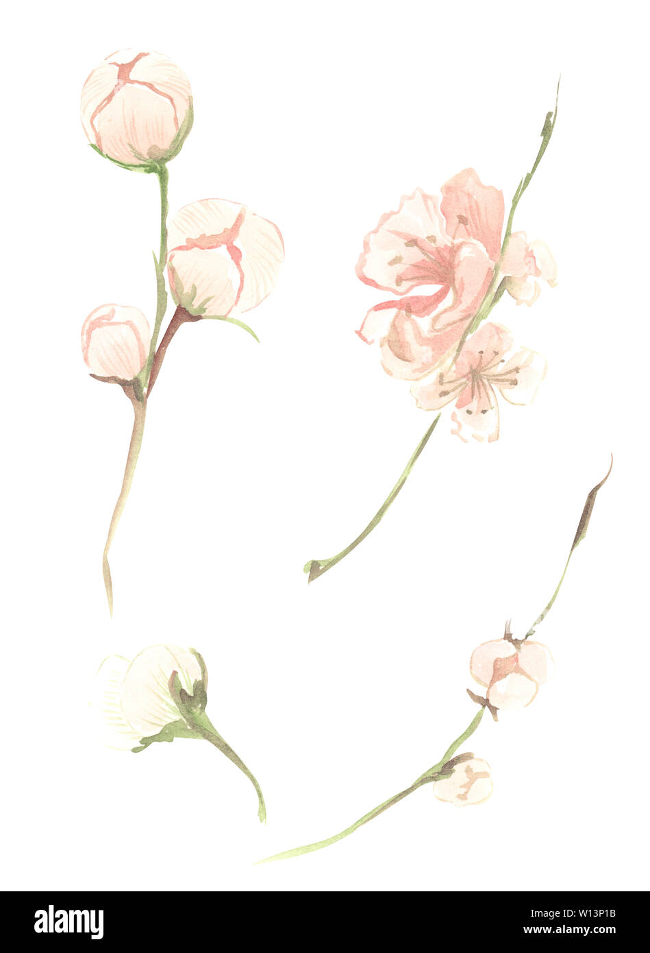Illustration de l'aquarelle de fleurs fruits rose pêche avec des feuilles vertes sur une branche sur un cas isolé sur fond blanc Banque D'Images