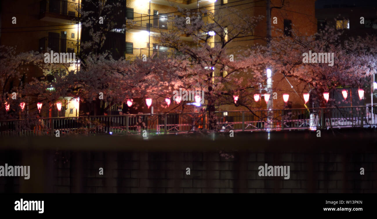 Cherry Blossom rivière Meguro Tokyo Japon Banque D'Images