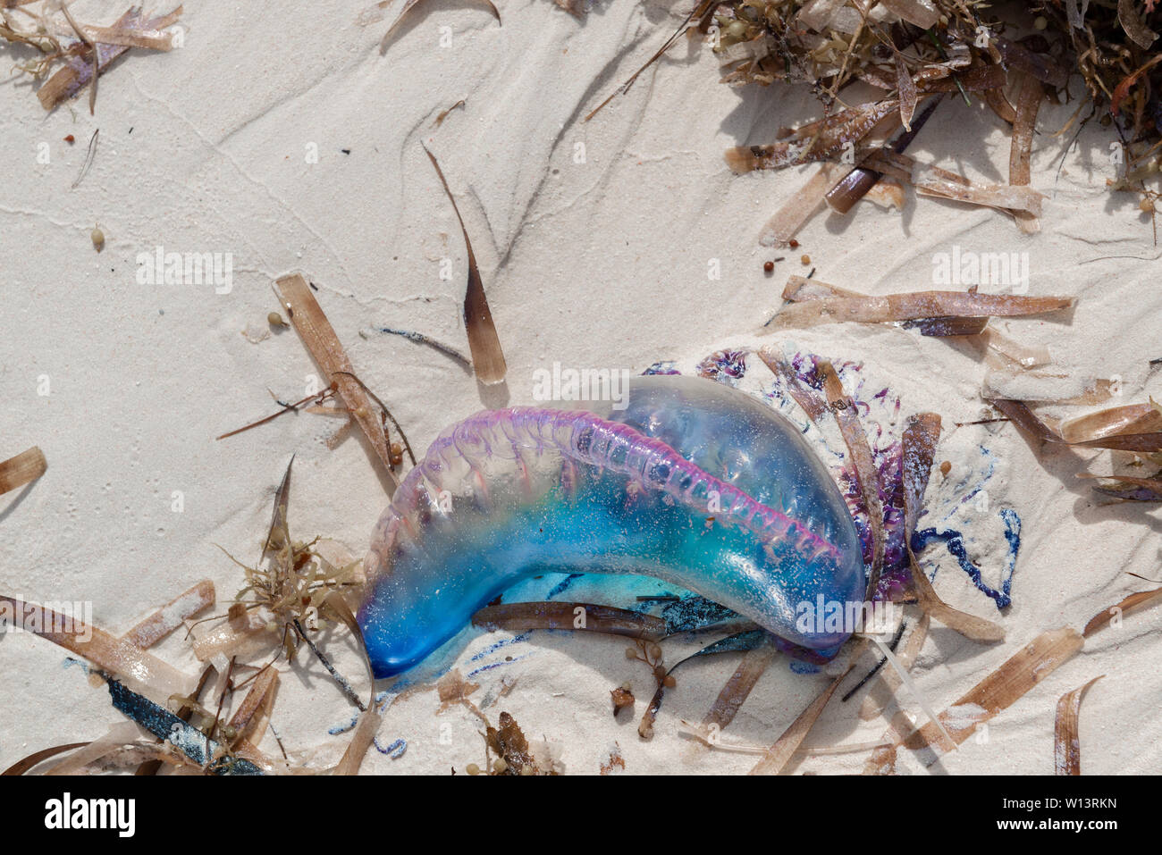 L'homme de guerre portugais (Physalia Physalis) s'est lavé sur la plage de Cayo Levisa, Cuba, dans les Caraïbes, montrant sa vessie remplie de gaz ou son pneumatophore Banque D'Images