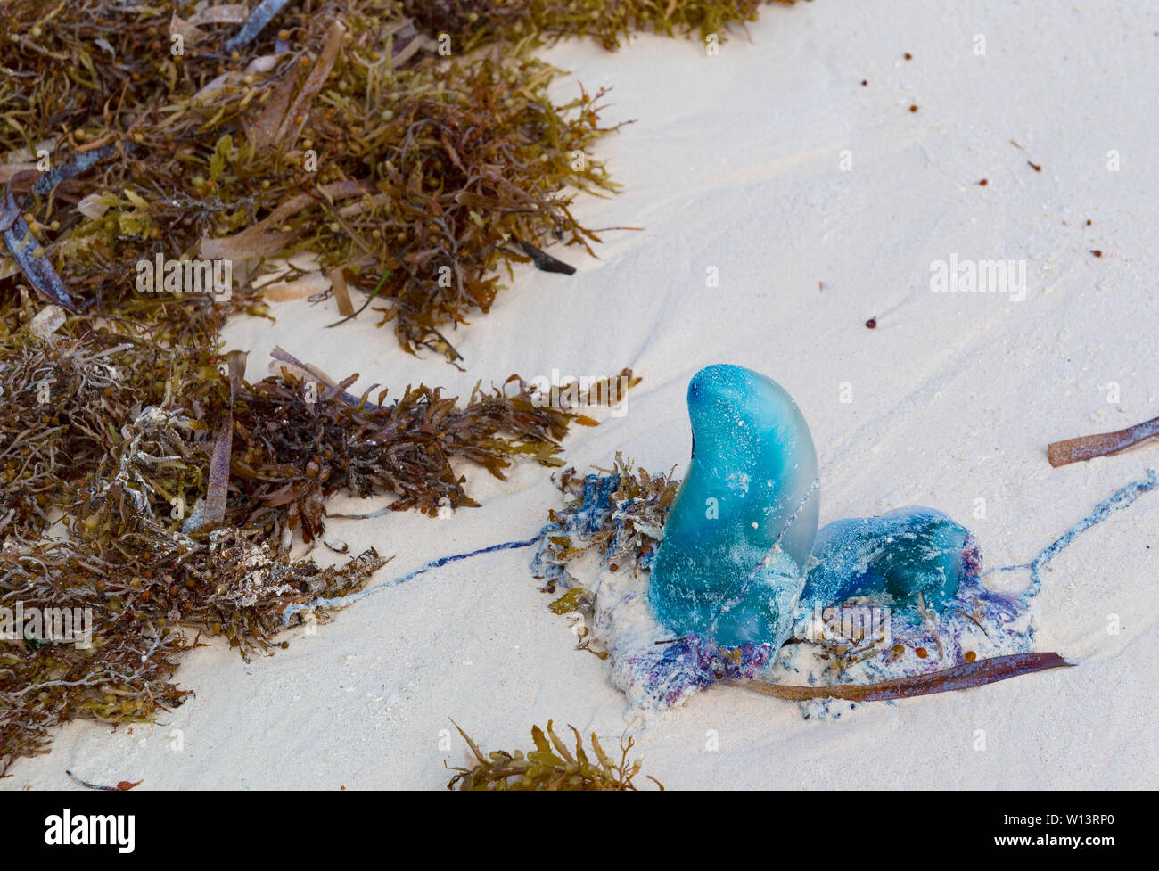 L'homme de guerre portugais (Physalia Physalis) s'est lavé sur la plage de Cayo Levisa, Cuba, dans les Caraïbes, montrant sa vessie remplie de gaz ou son pneumatophore Banque D'Images