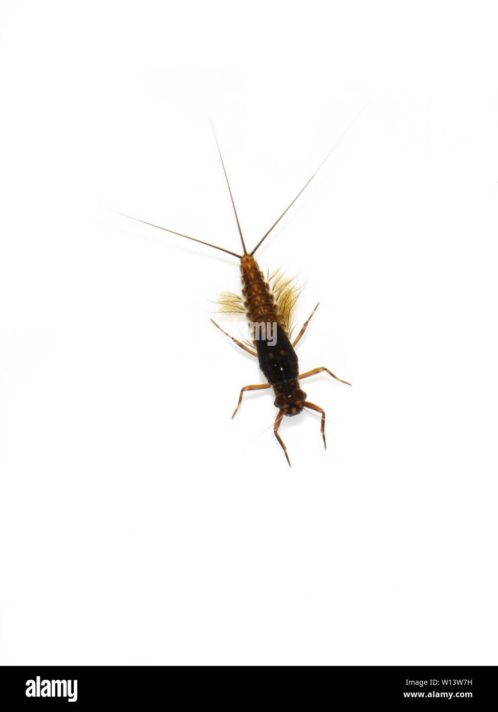 La nymphe aquatique d'un éphémère d'Ephéméroptères sur fond blanc Banque D'Images