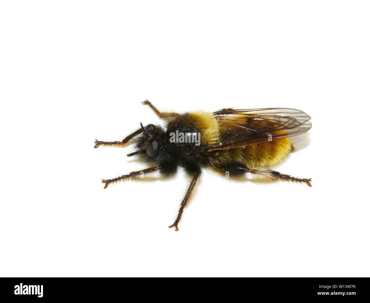 Le voleur de bourdon prédateurs fly Laphria flava isolé sur fond blanc Banque D'Images
