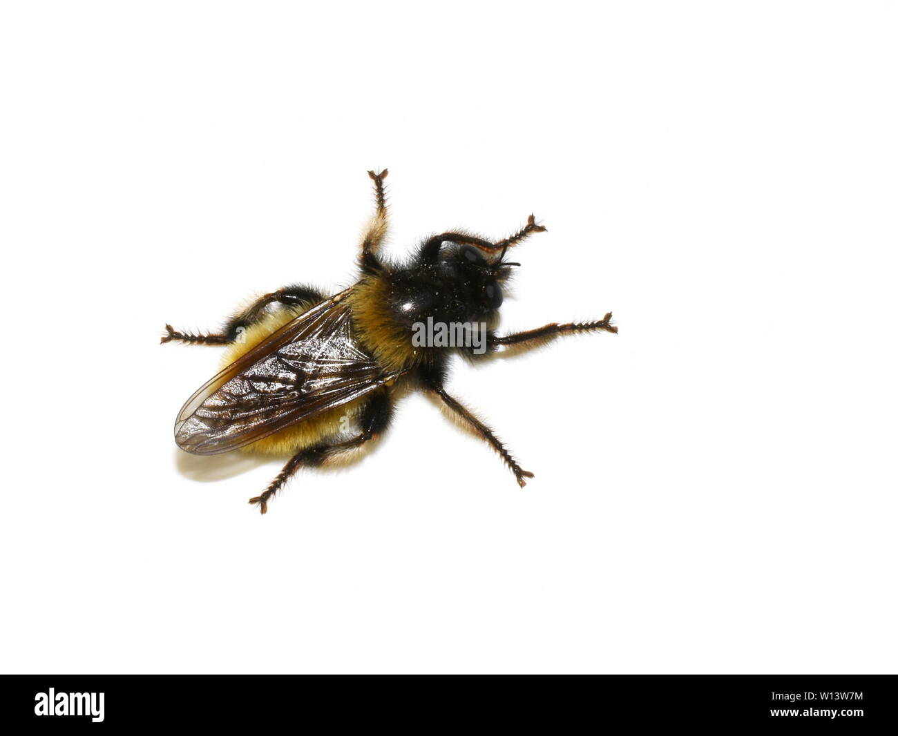 Le voleur de bourdon prédateurs fly Laphria flava isolé sur fond blanc Banque D'Images