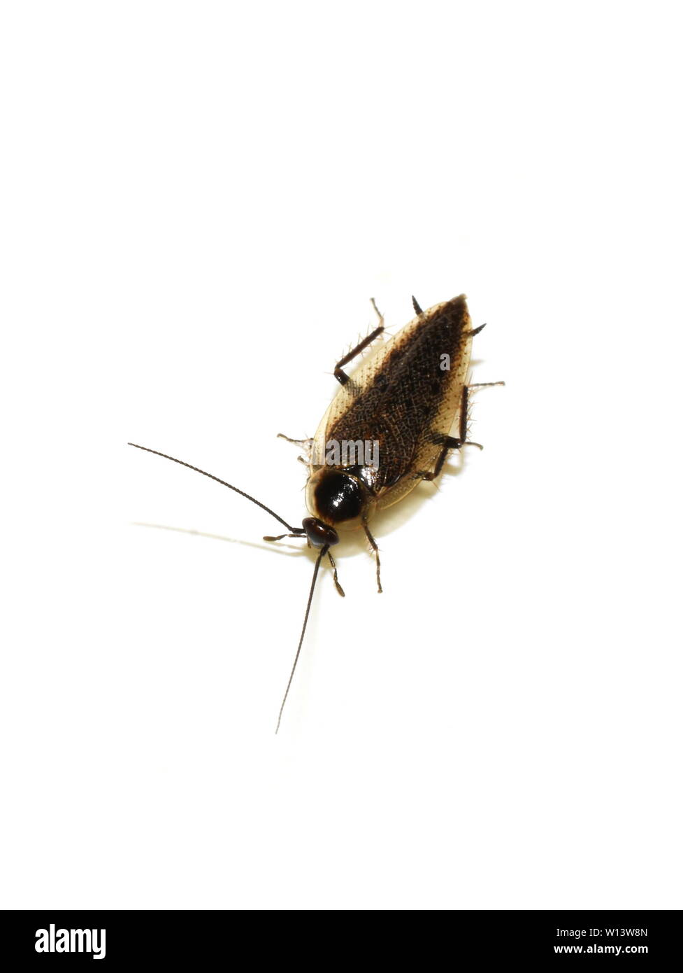 Blatte Ectobius lapponicus sombre isolé sur fond blanc Banque D'Images