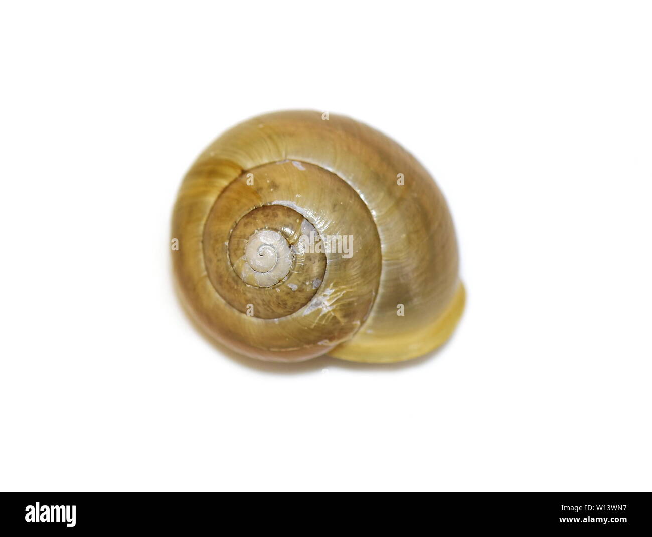 Escargot Cepaea hortensis jaune isolé sur fond blanc Banque D'Images