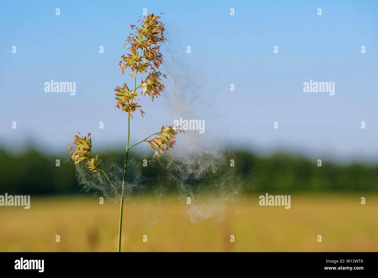 Vol de pollen, inflorescence, dactyle pelotonné (Dactylis glomerata), Bavière, Allemagne Banque D'Images