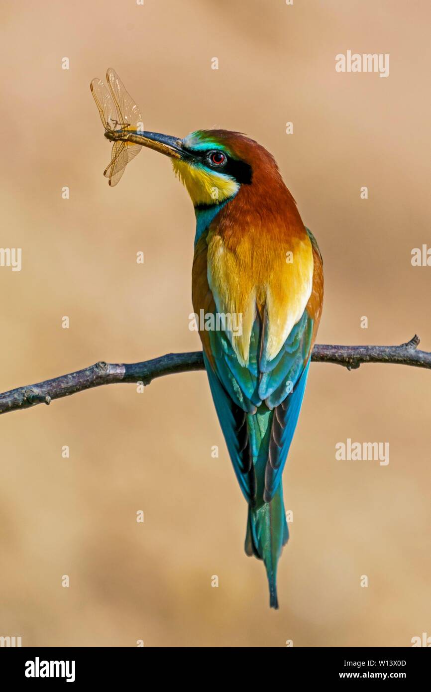 Guêpier (Merops apiaster) avec les proies dans son bec est assis sur une branche, Rhénanie-Palatinat, Allemagne Banque D'Images