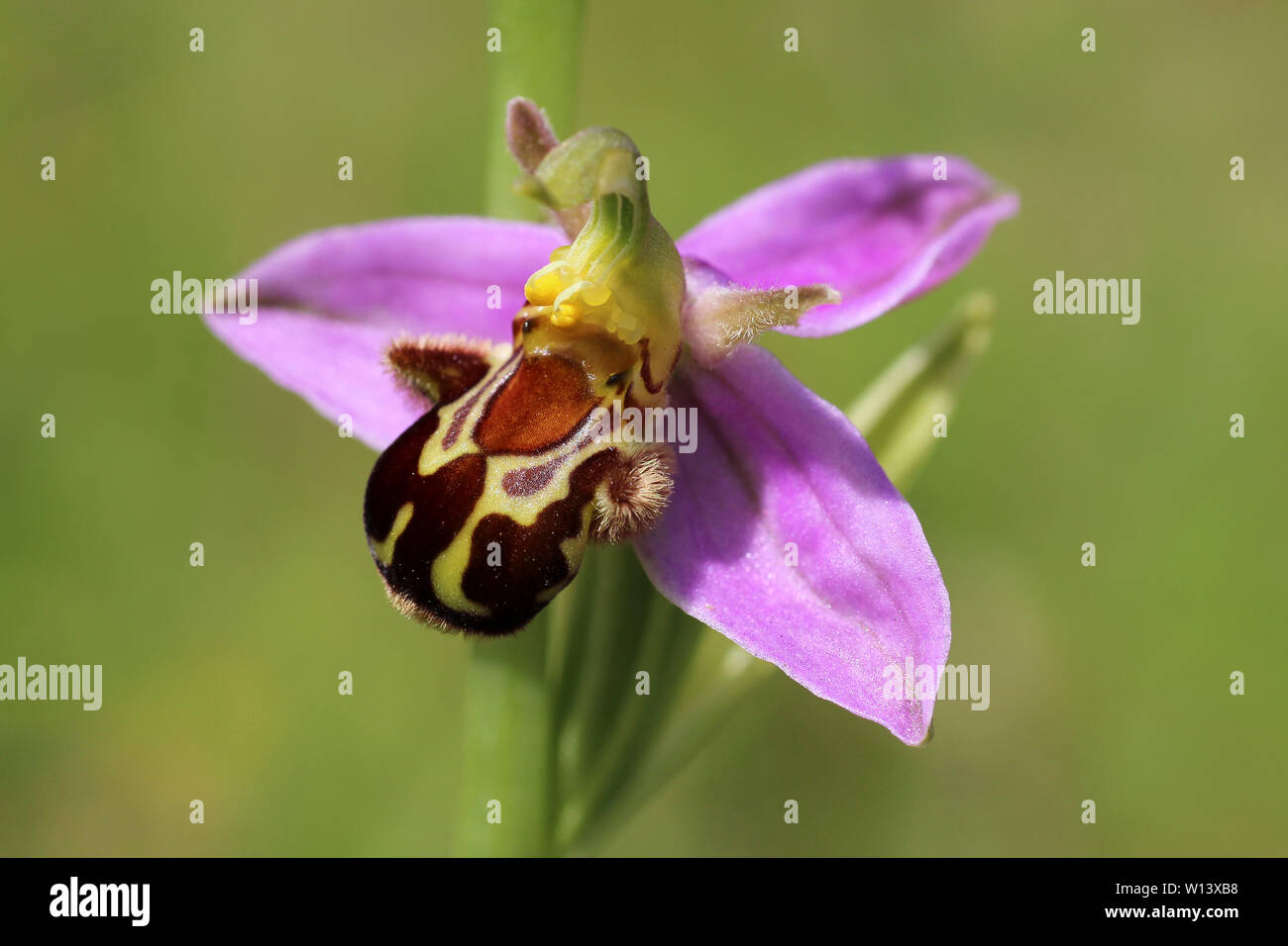 L'orchidée abeille Ophrys apifera Banque D'Images