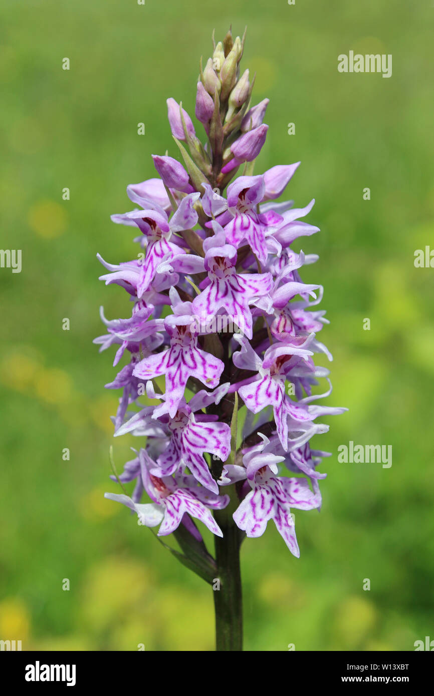 Dactylorhiza fuchsii - Common Spotted Orchid Banque D'Images