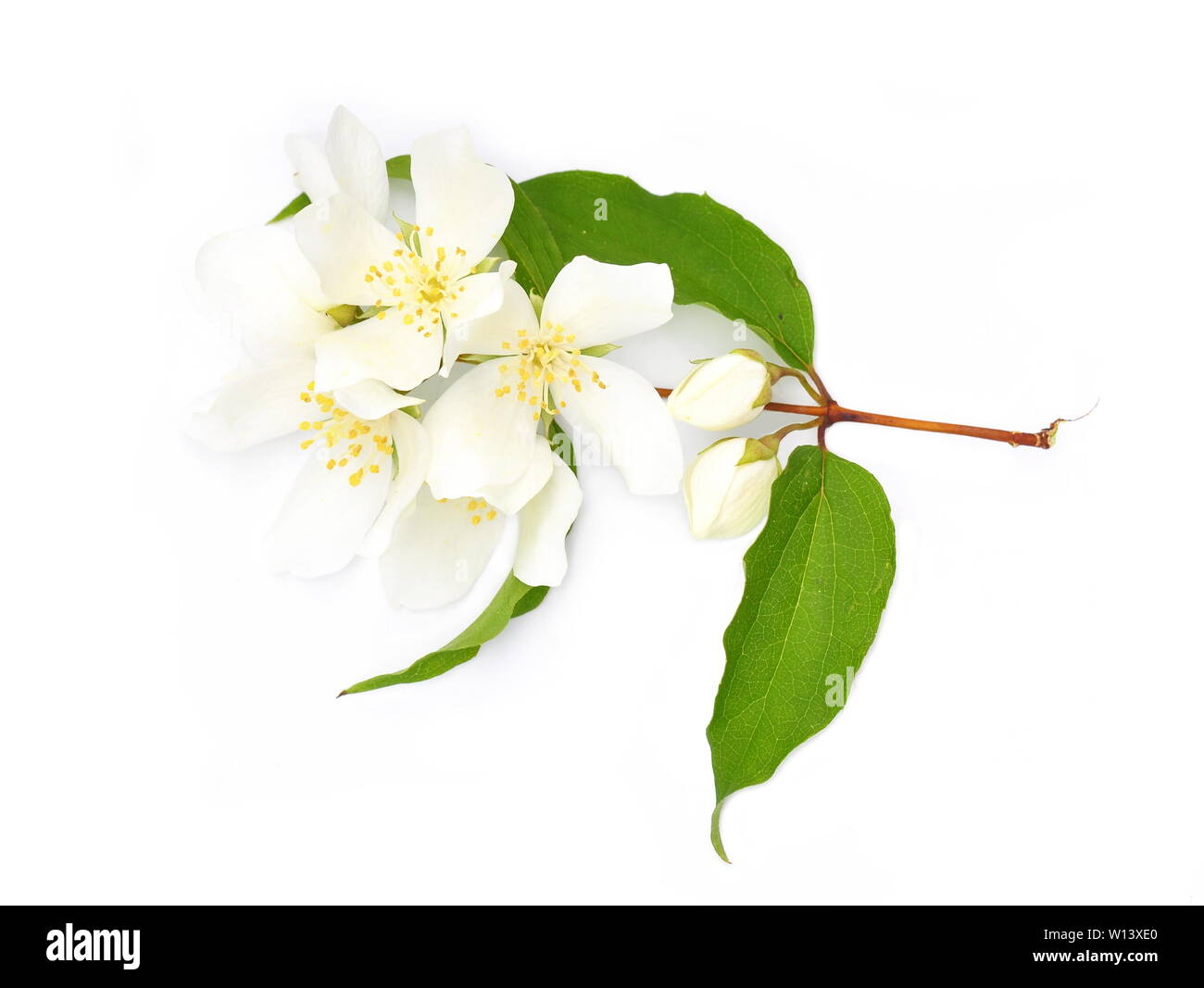 Branche d'un seringat Philadelphus coronarius bush isolé sur fond blanc Banque D'Images