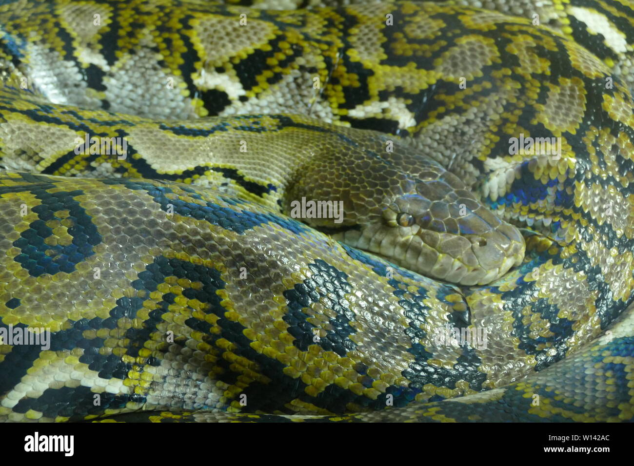 Mondes les plus longs serpents Banque de photographies et d’images à ...