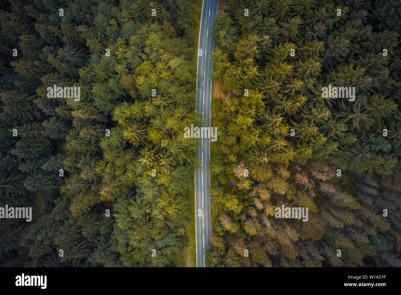 Incroyable Vue aérienne des arbres le long de la Snake Pass en parc national de Peak District, tourné en été 2019 Banque D'Images Incroyable Vue aérienne des arbres le long de la Snake Pass en parc national de Peak District, tourné en été 2019 Banque D'Images