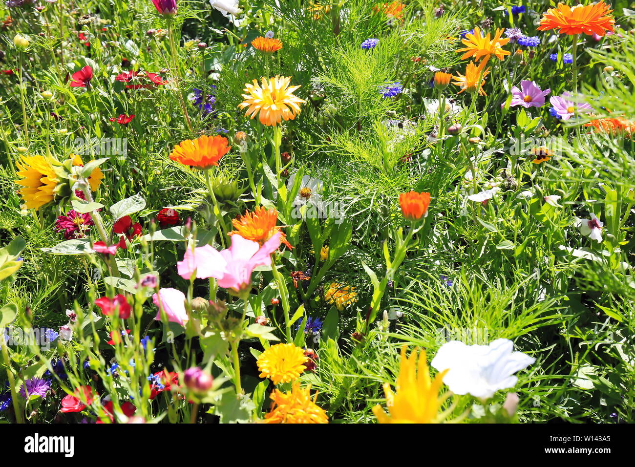 Pré des fleurs en été avec des fleurs de couleurs différentes. Cette grandeur et couleur Banque D'Images
