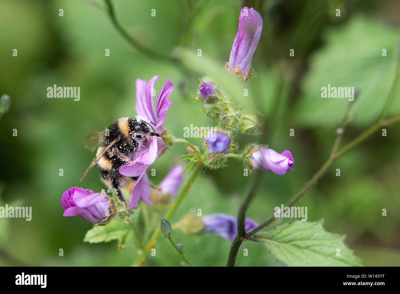 La photo en gros plan d'une abeille la collecte du pollen. Banque D'Images