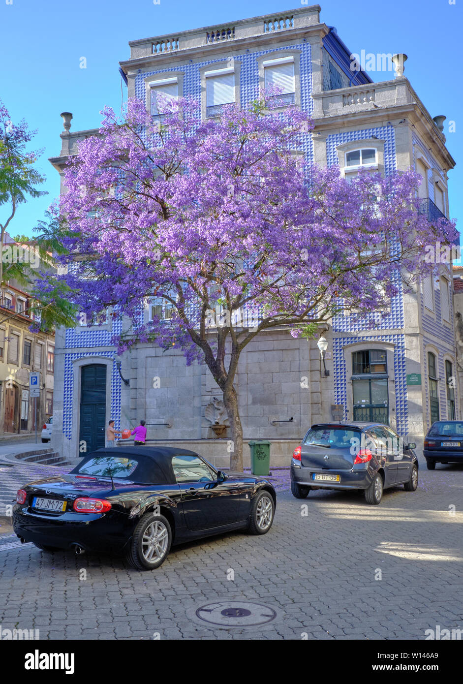 Jacaranda tree en pleine floraison dans les rues de Porto, en face du bâtiment couvert de tuiles bleues typiques Banque D'Images
