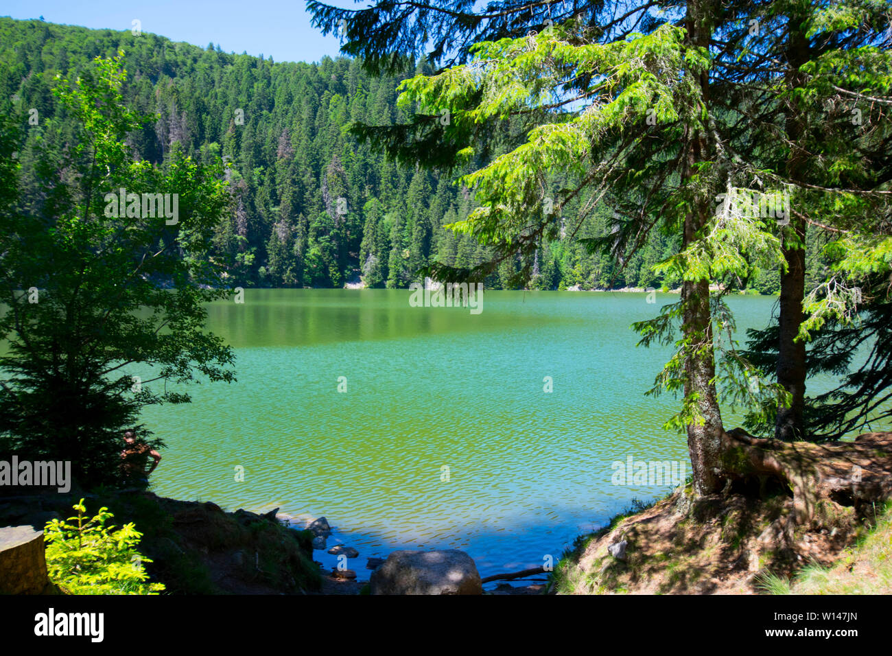 Lac vert dans les vosges en france Photo Stock - Alamy