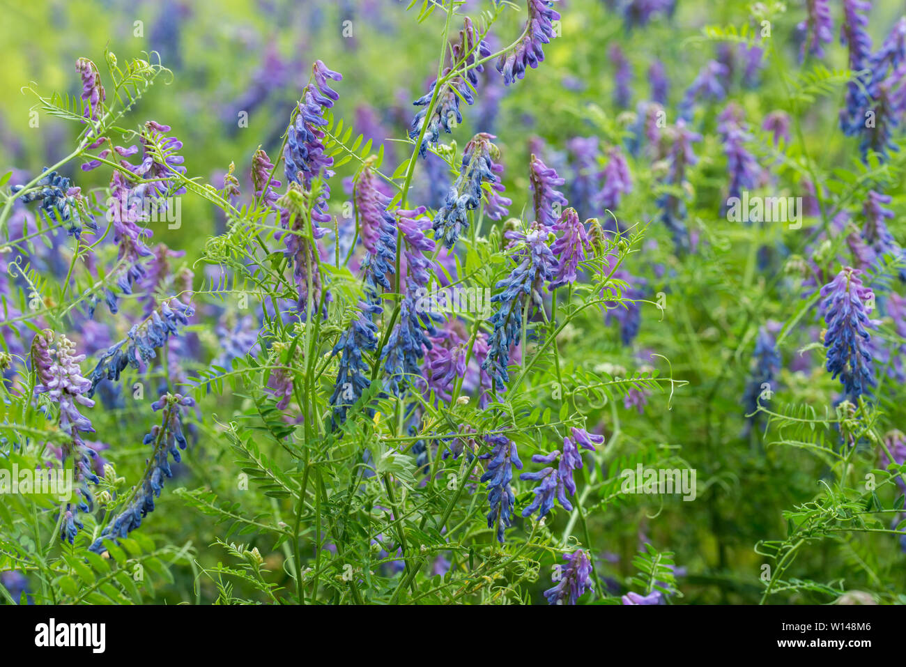 Vicia fleurs violettes à Meadow Banque D'Images