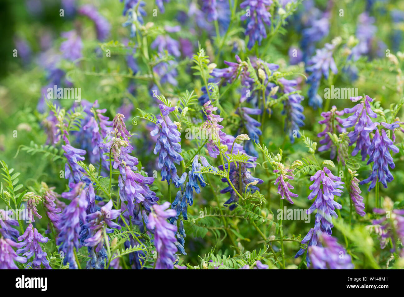 Vicia fleurs violettes à Meadow Banque D'Images