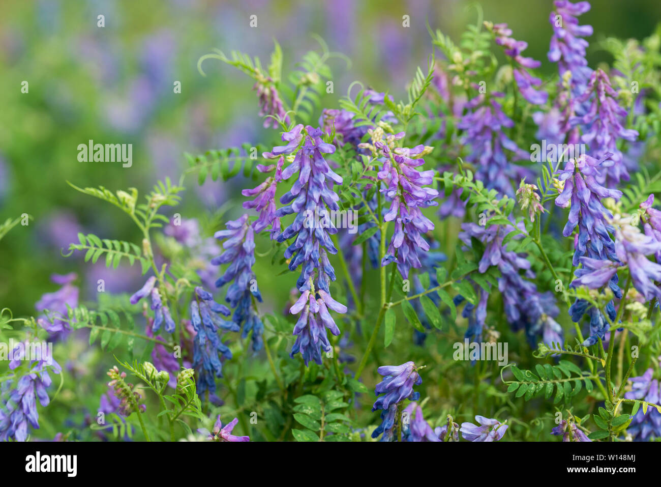 Vicia fleurs violettes à Meadow Banque D'Images