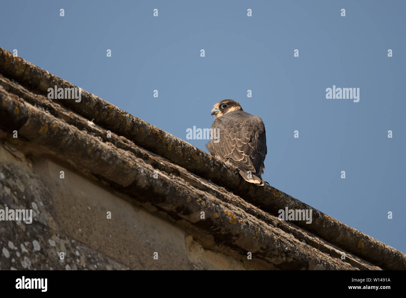 Jeune Faucon pèlerin (Falco peregrinus) reposant sur l'église près de l'emplacement du nid, Hampshire, Royaume-Uni Banque D'Images