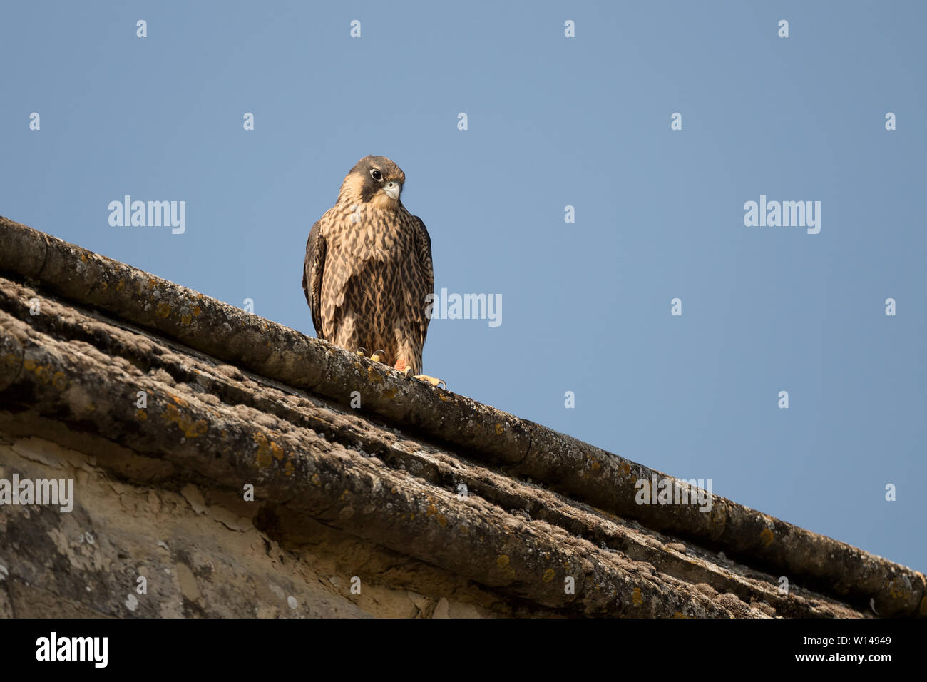 Jeune Faucon pèlerin (Falco peregrinus) reposant sur l'église près de l'emplacement du nid, Hampshire, Royaume-Uni Banque D'Images